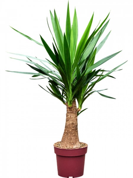 Yucca elephantipes bulb