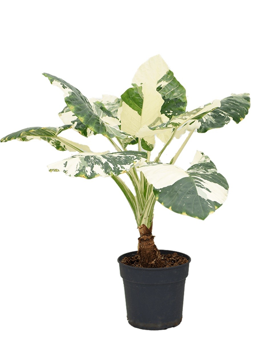 Alocasia macrorrhizos variegata