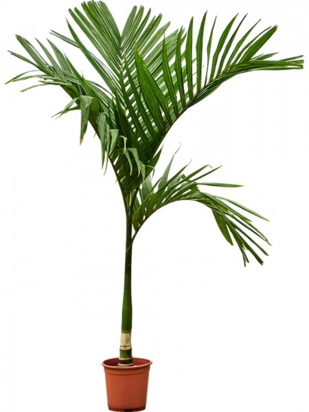 Areca catechu - Betelnusspalme