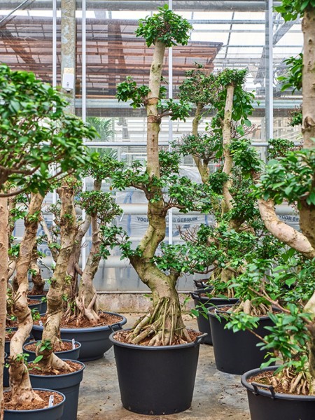 Ficus microcarpa compacta 250 cm - Stamm S