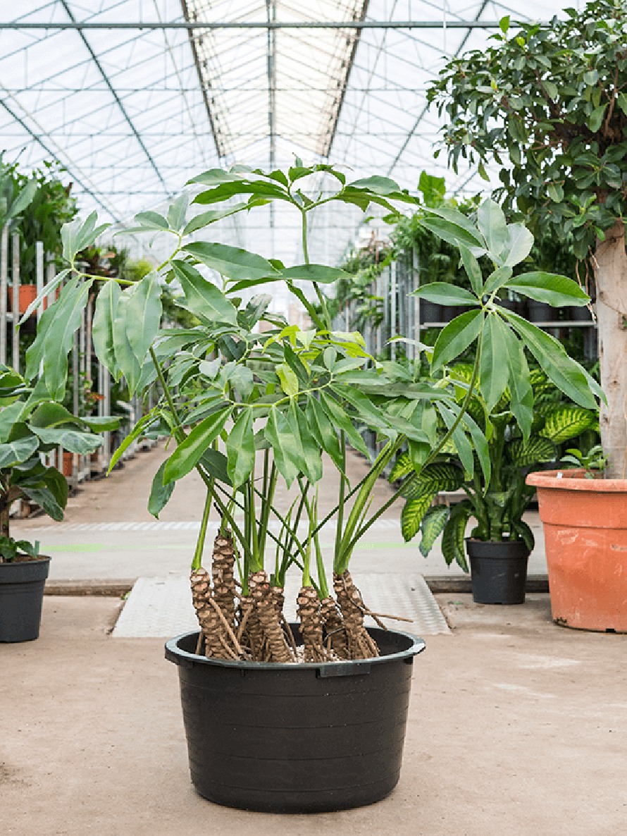 Philodendron fun bun - XXL | Terrapalme Heim- und Gartenshop
