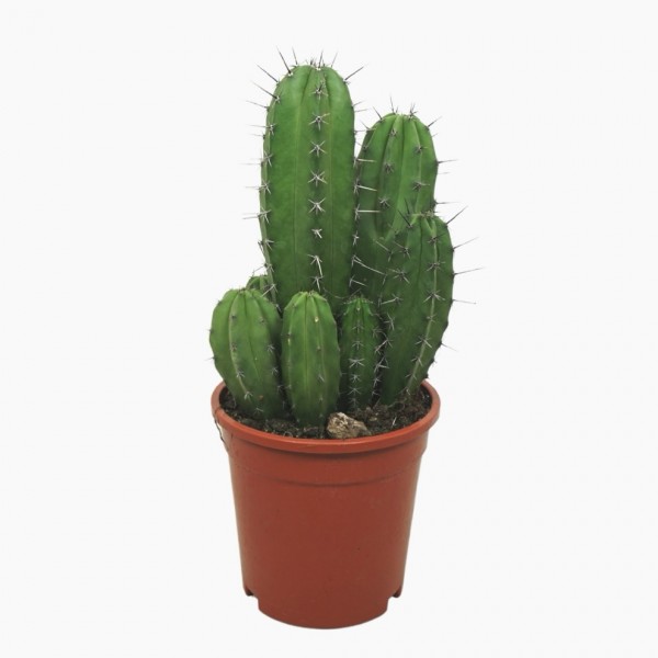 Polaskia Chichipe - Kaktus mehrstämmig