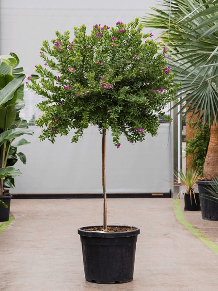 Polygala myrtifolia - Kreuzblume