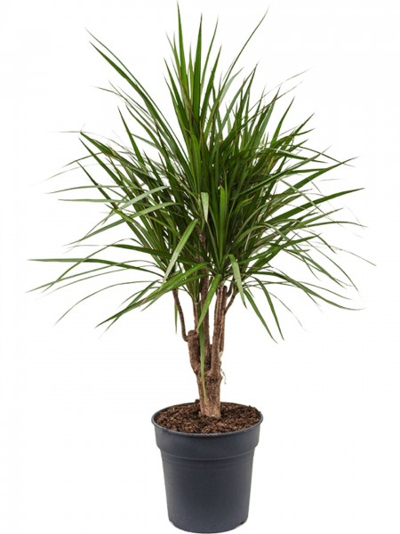 Dracaena marginata verzweigt - Drachenbaum