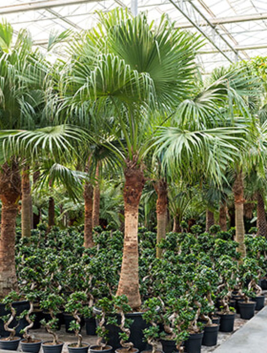 Livistona chinensis 380 cm - Fächerpalme | Terrapalme Heim- und Gartenshop