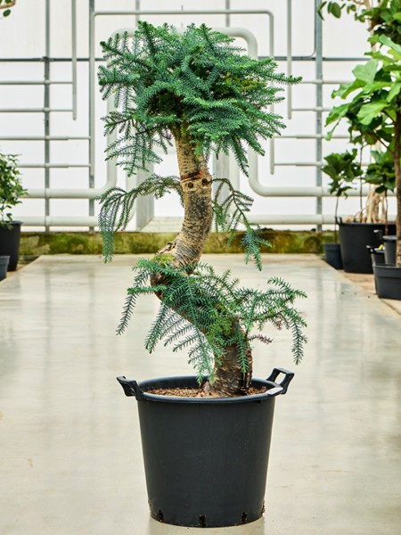 Araucaria cunninghamii | Neuguinea-Araukarie