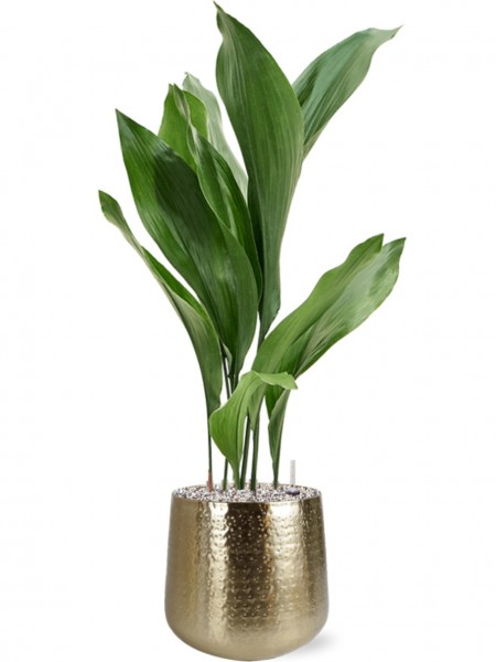 Aspidistra elatior 80 cm in Karakter Metall Pflanzkübel