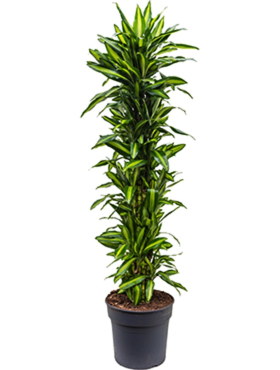 Dracaena cintho - Drachenbaum Multistamm