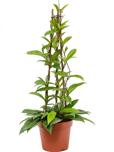 Hoya publicalis - Pyramide