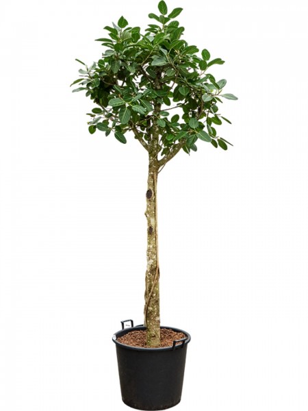 Ficus benghalensis audrey - Banyan Feigenbaum