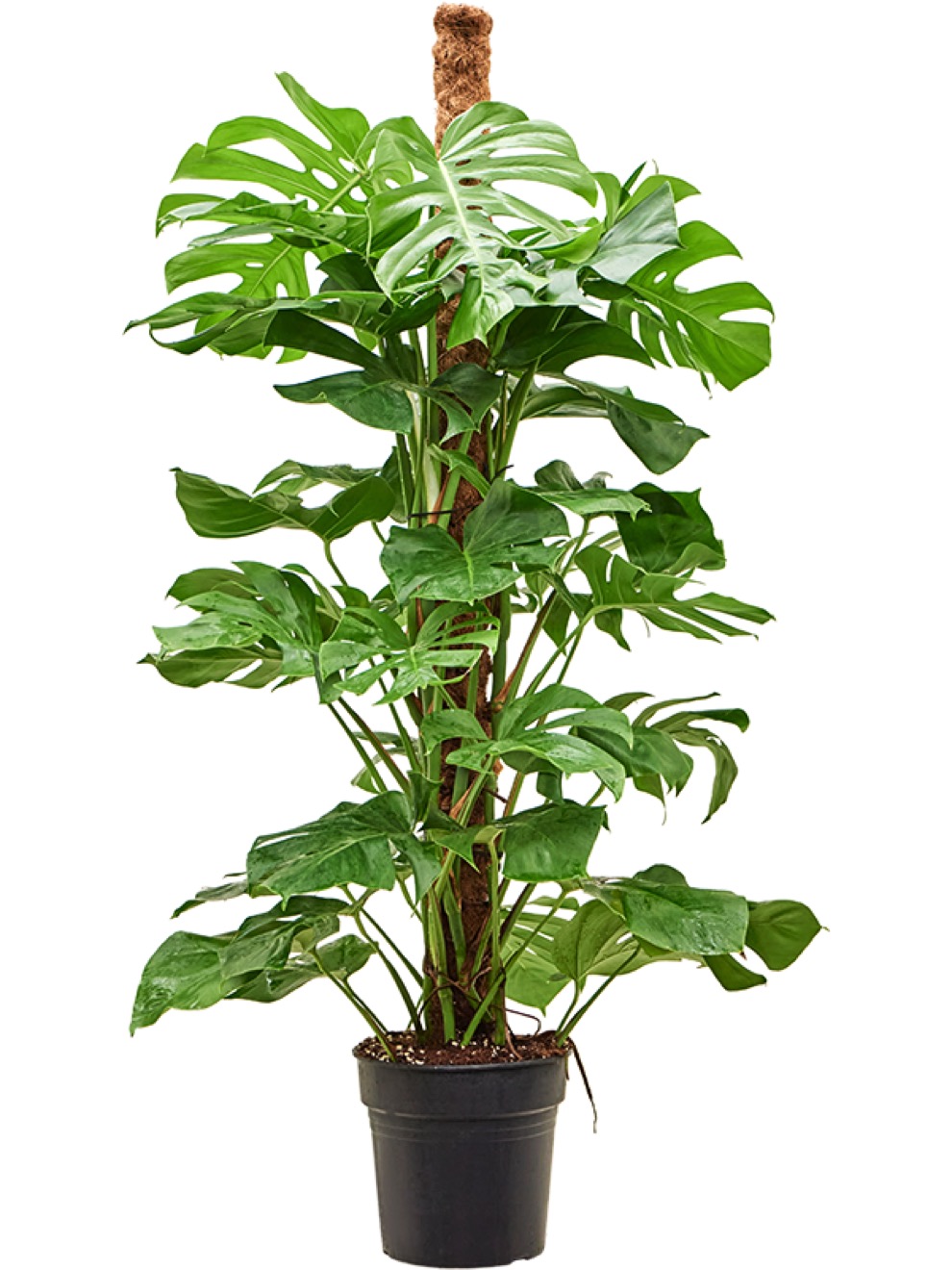 Monstera deliciosa - Lochpflanze Moosstab | Terrapalme Heim- und Gartenshop
