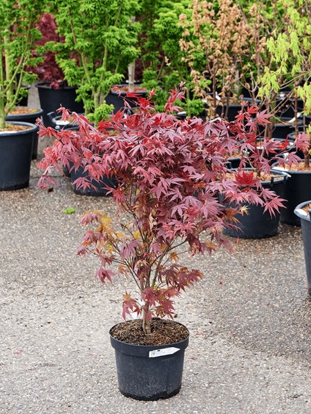 Acer palmatum atropurpureum verzweigt
