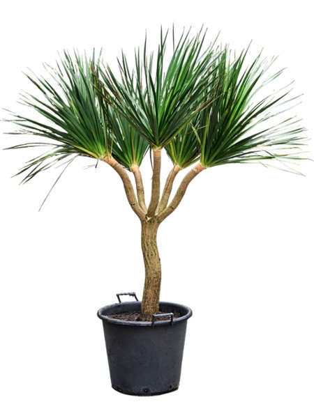 Dracaena draco verzweig - Drachenblutbaum