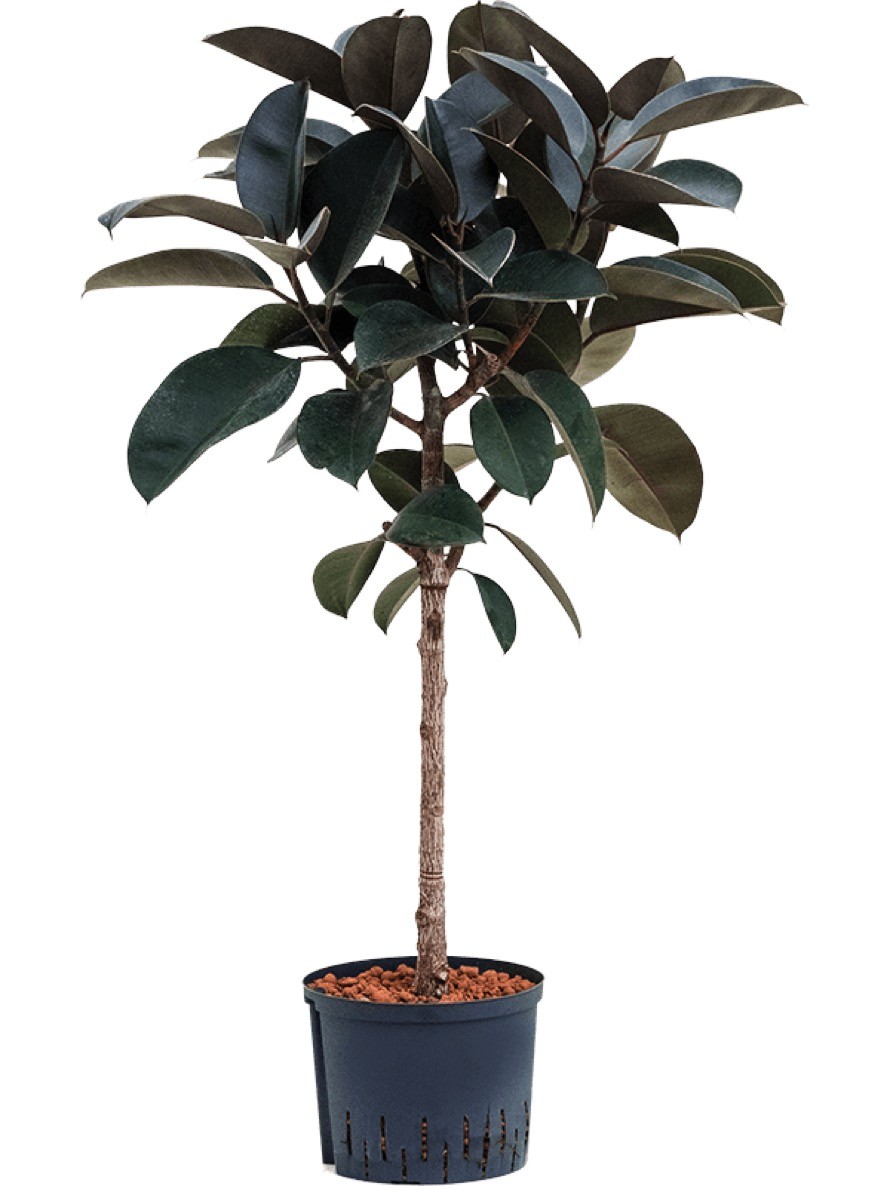 Ficus Elastica Abidjan Gummibaum Terrapalme Heim Und Gartenshop