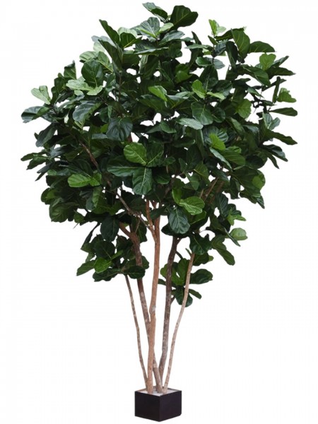 Ficus lyrata verzweigt - Feigen Kunstbaum 420 cm
