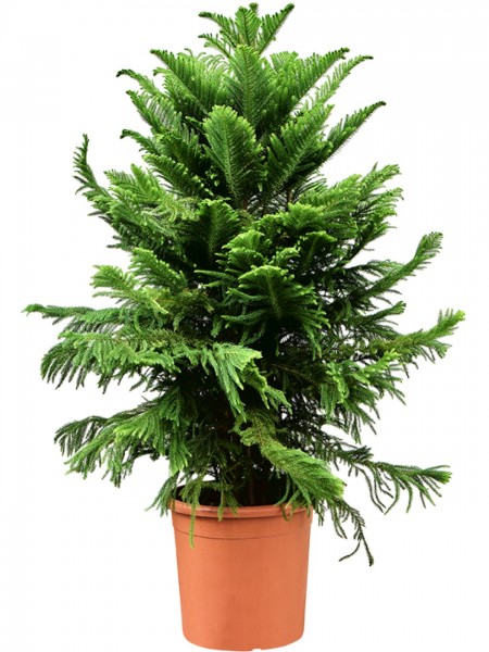 Araucaria heterophylla - Norfolk Tanne
