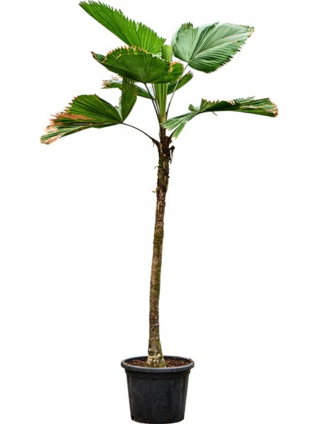 Licuala grandis 250 cm - Strahlenpalme