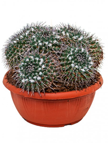 Mammillaria compressa