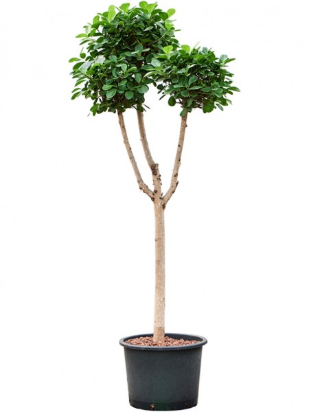 Ficus microcarpa moclame - Stamm multikrone | Terrapalme Heim- und  Gartenshop