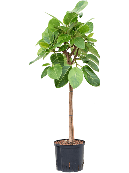 Ficus altissima - Yellow Gem