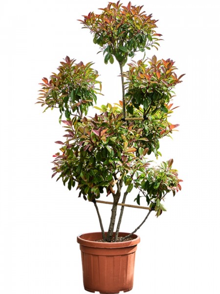 Photinia serr. corallo - Glanzmispel