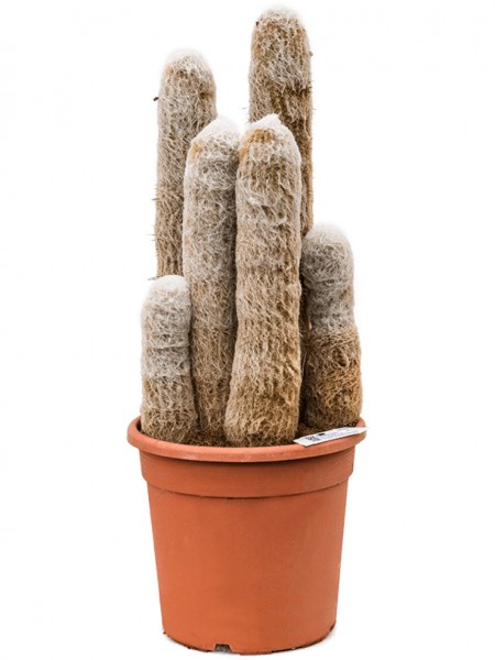 Espostoa melanostele