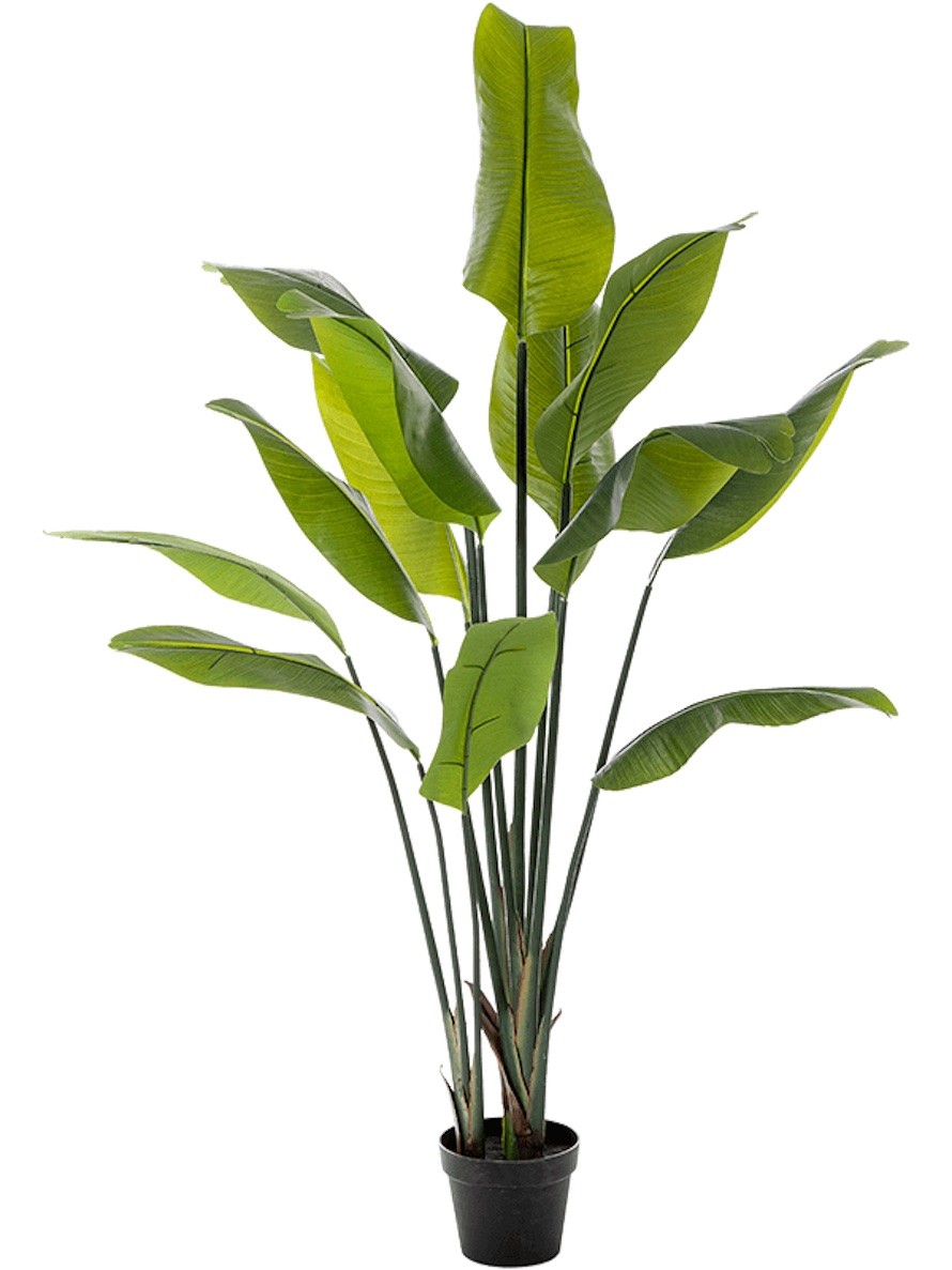 Strelitzia nicolai travler Kunstpflanze | Terrapalme Heim- und Gartenshop