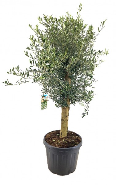 Olea europaea - Olivenbaum