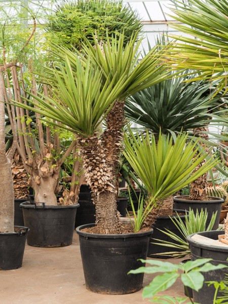 Yucca schidingera 275 cm - XL Stamm