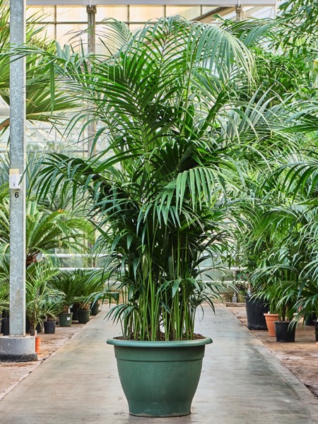 Kentia forsteriana - Kentia Palme 300 cm