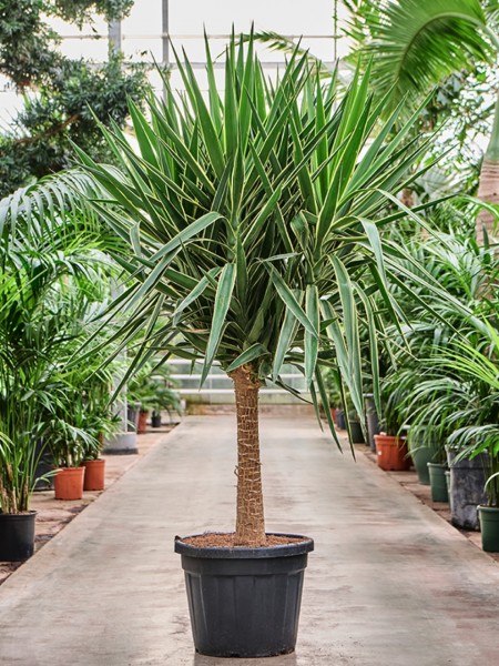 Yucca elephantipes Puck