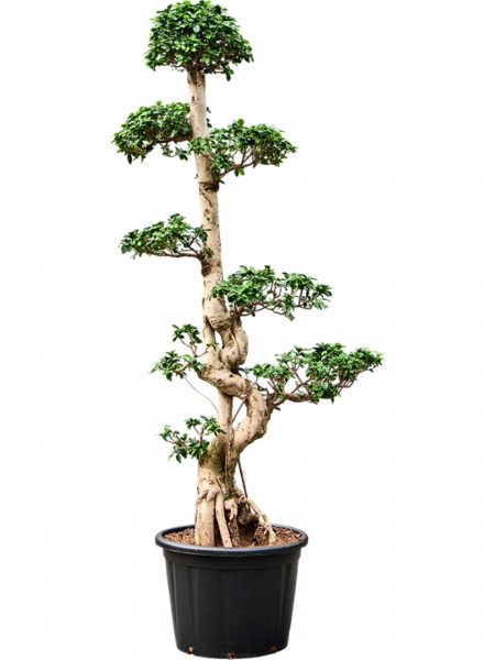 Ficus microcarpa compacta Bonsai S-Stamm
