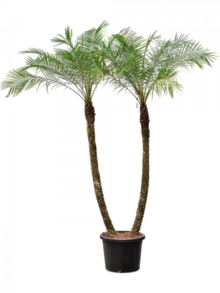 Phoenix roebelenii 250cm 2er Stamm