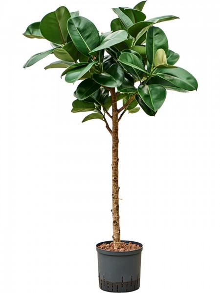 Ficus elastica Cloe - Gummibaum