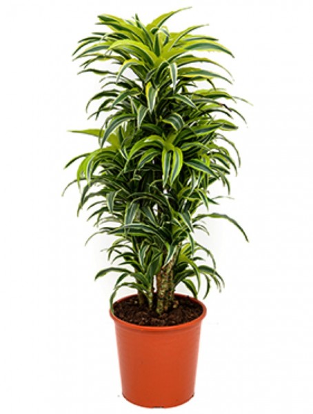 Dracaena surprise - Drachenbaum Multistamm