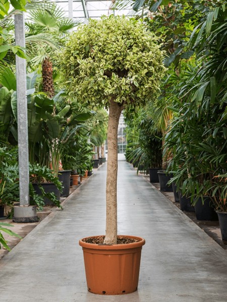 Ficus microcarpa - Hawaii