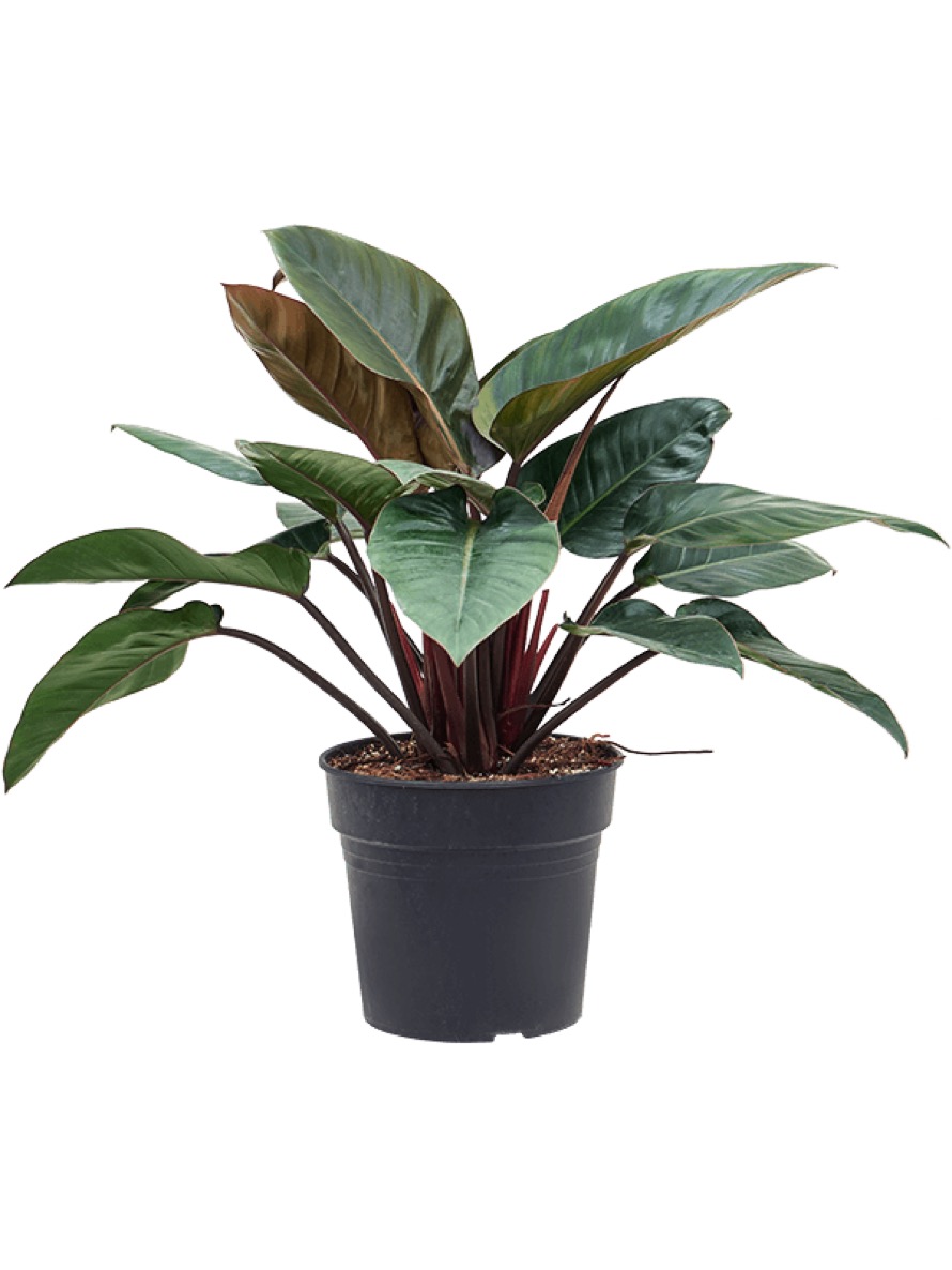 Philodendron red beauty | Terrapalme Heim- und Gartenshop