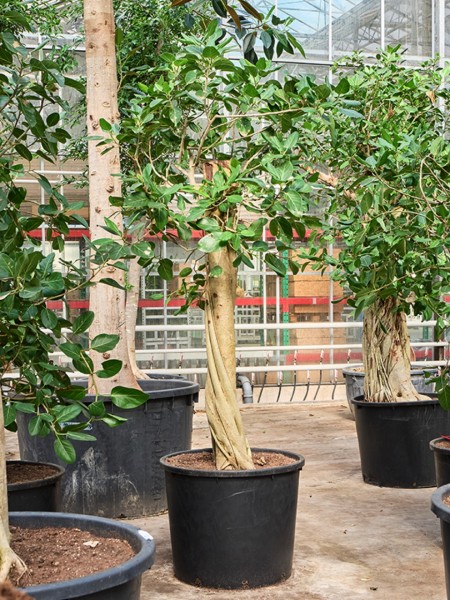 Ficus benghalensis audrey - Banyan Feigenbaum