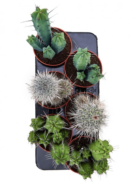 Kaktus mix 20 cm - 6er Tray