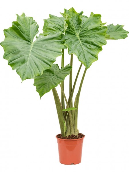 Alocasia portodora