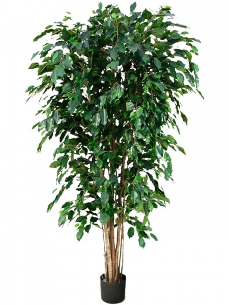 Ficus benjamina exotica verzweigt