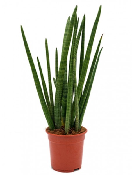 Sansevieria enjoy skyline 50 cm