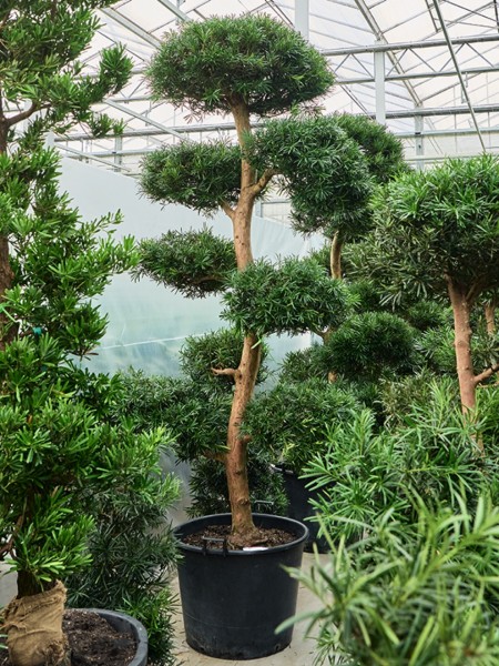Podocarpus macrophyllus - verzweigte Multikrone