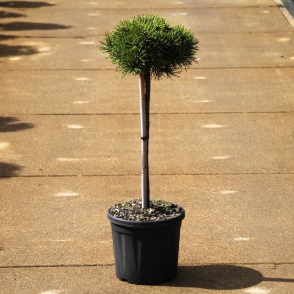 Pinus mugo - Berg Kiefer