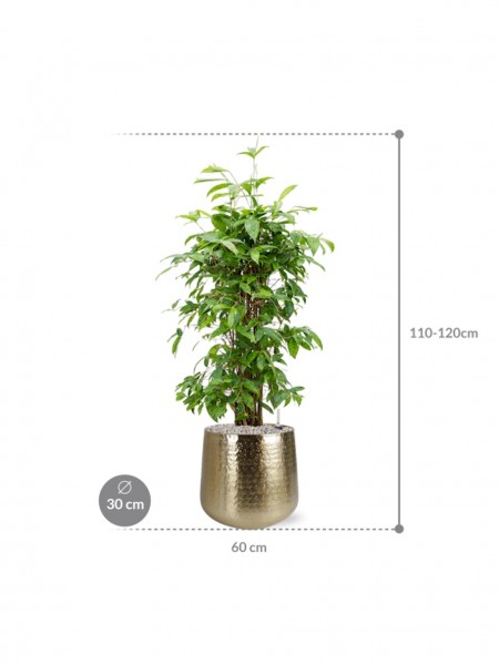 Dracaena surculosa 110 cm in Karakter Metall Pflanzkübel