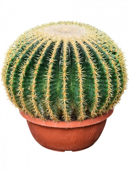 Echinocactus grusonii intermedius 35 cm