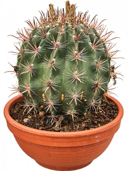 Ferocactus townsendianus
