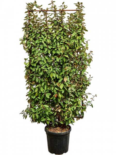 Elaeagnus ebbingei compacta