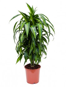 Ficus moclame - Kleinblttriger Gummibaum | Terrapalme Heim- und Gartenshop