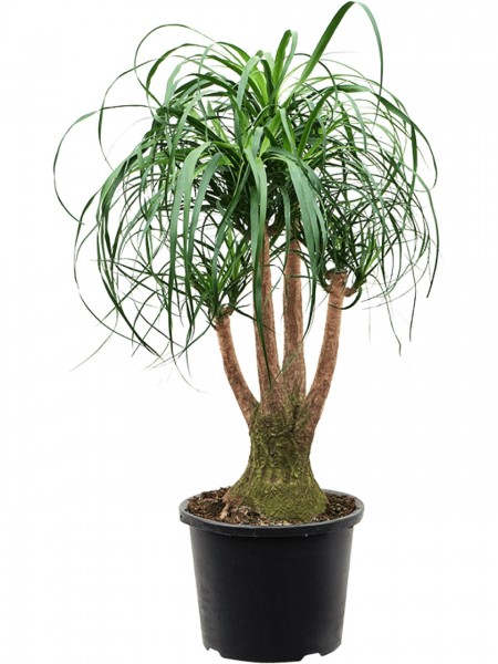 Beaucarnea recurvata 100 cm - Flaschenbaum